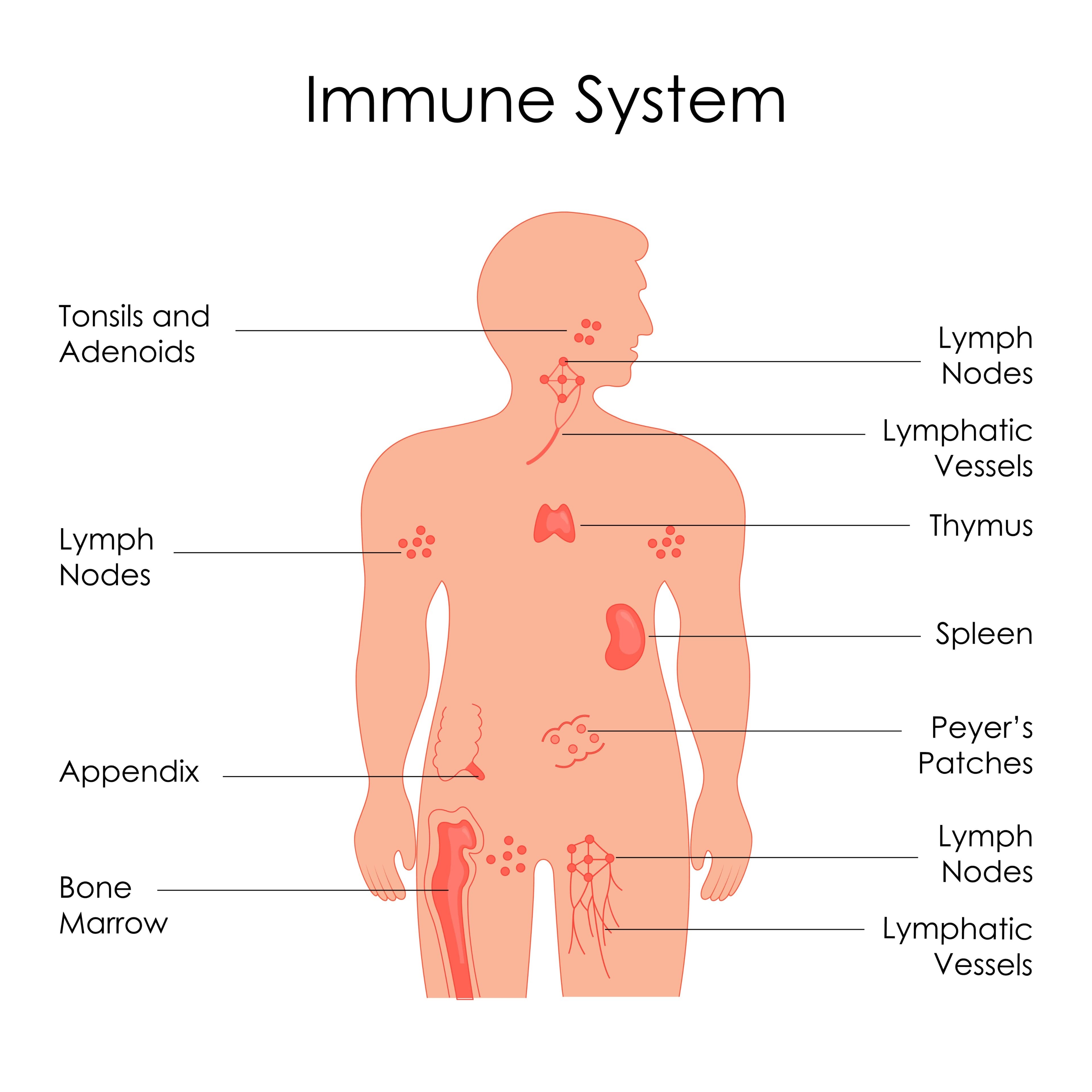 Immune system and sleep connection illustration