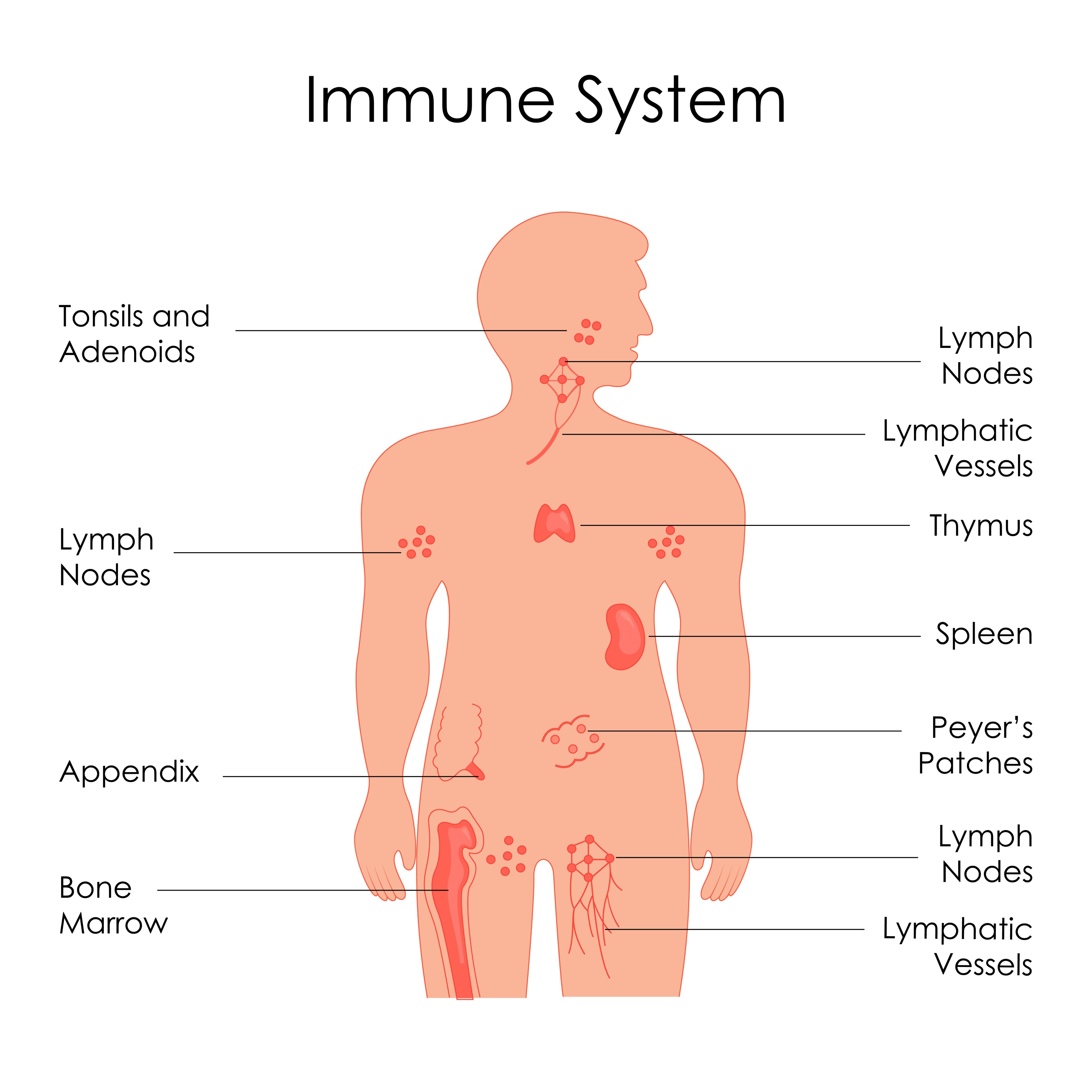 Immune system and sleep connection illustration